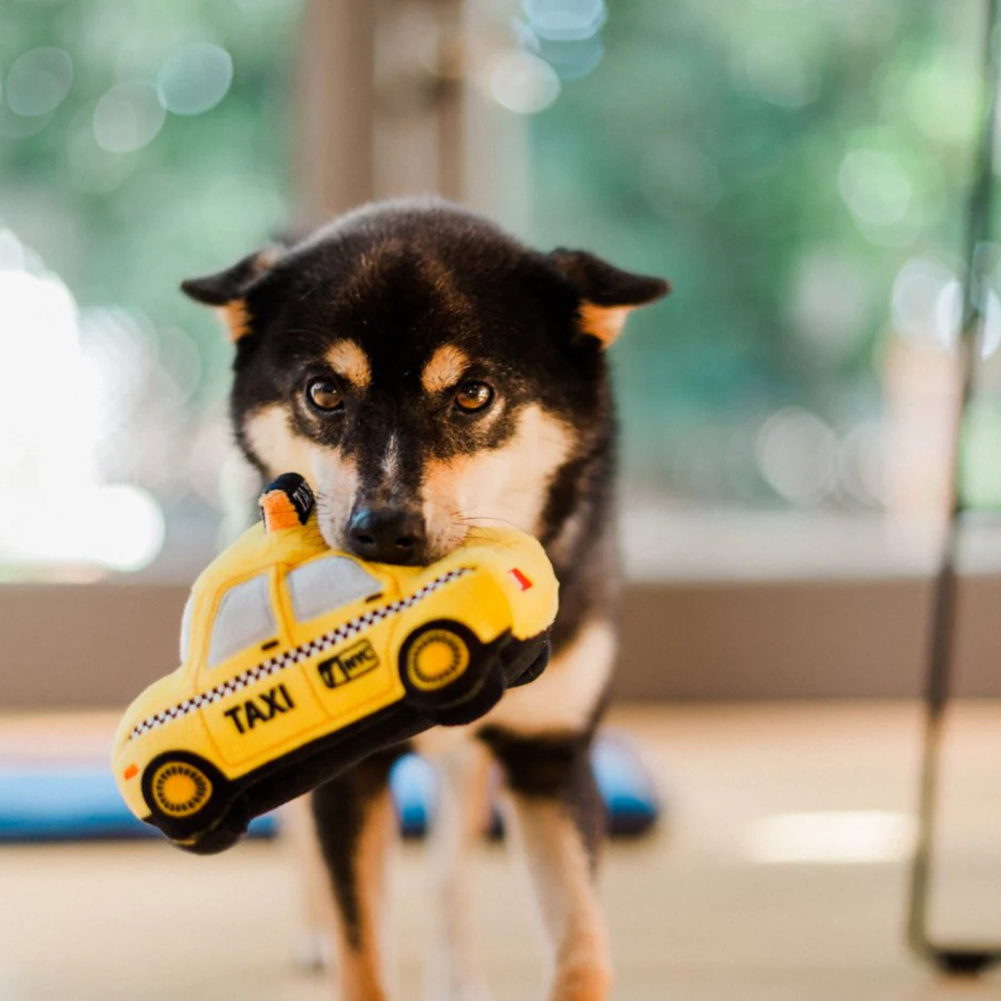 Dog holding a yellow taxi dog toy indoors