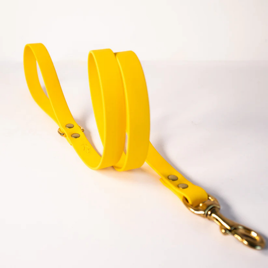 Yellow dog lead with gold hardware on a white background