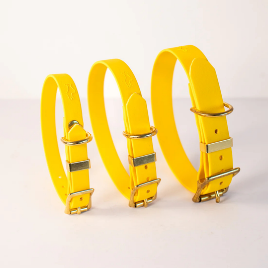 Three yellow dog collars with gold hardware on a white background in a range of sizes (small, medium, large)