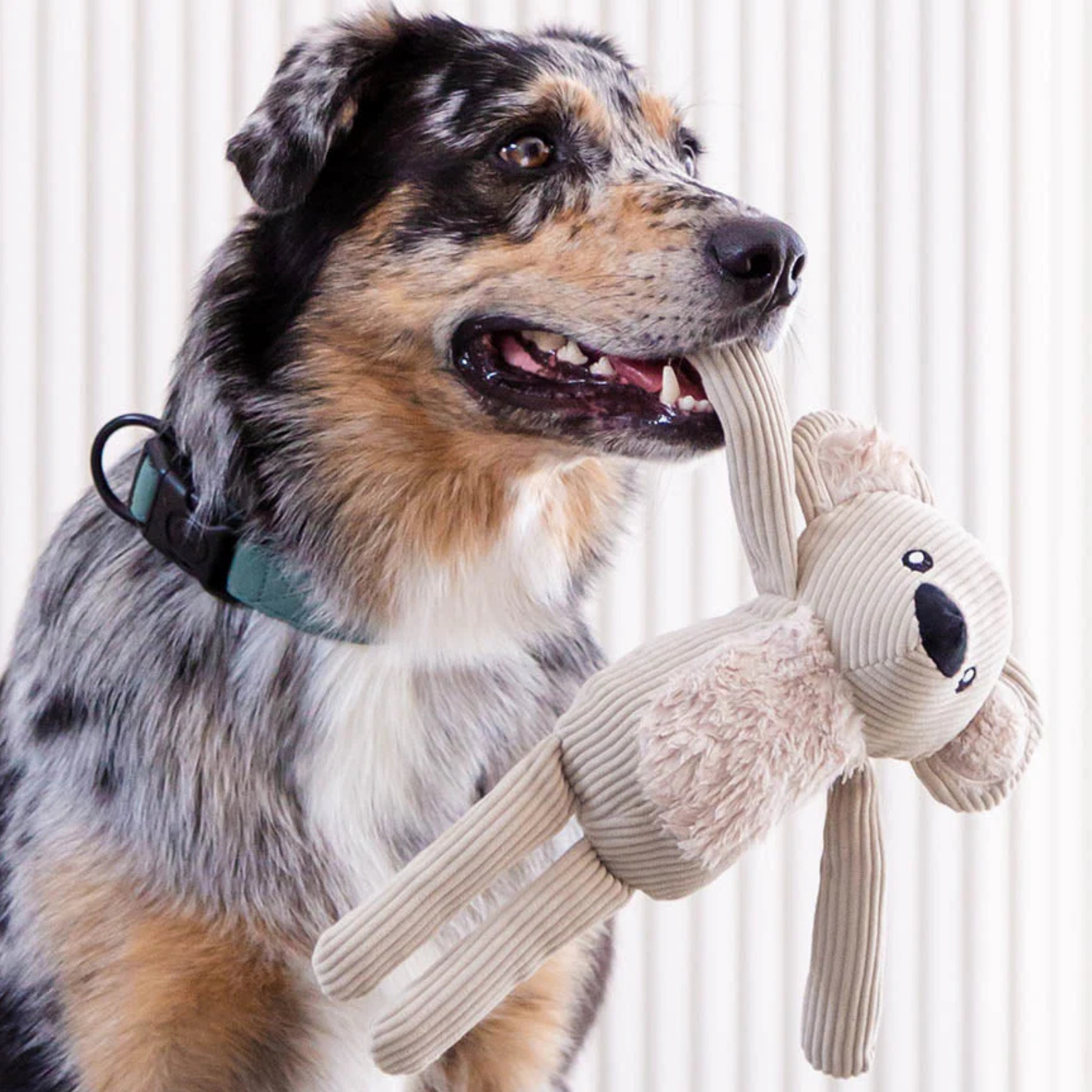 Dog chewing on a sandstone colour corduroy koala toy with a neutral background