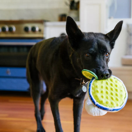 Black dog holding a dog toy shaped like a cocktail in its mouth inside a kitchen.