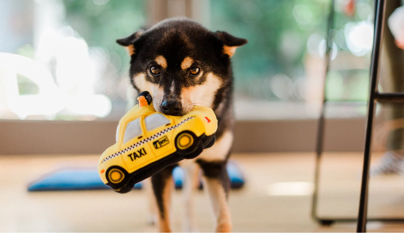 Dog holding a toy taxi in a home setting